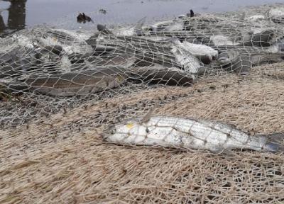 خبرنگاران افزایش 9 درصدی صید انواع ماهیان استخوانی در سواحل گیلان