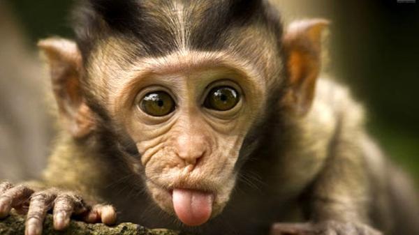 میمون ورزشکار شما را شگفت زده می کند